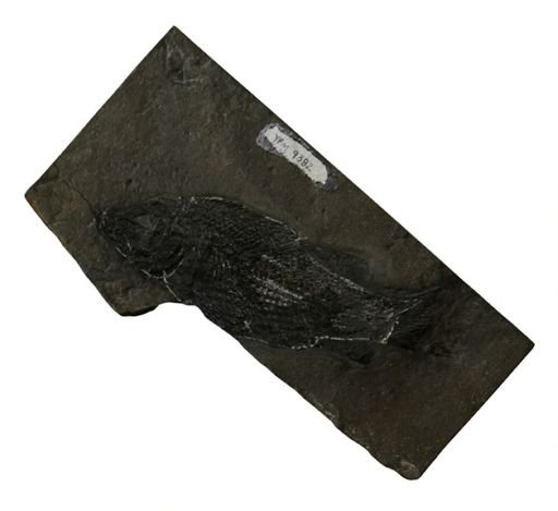 Semionotus melanimus