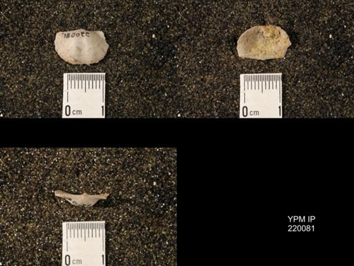 Chonetina flemingi alata