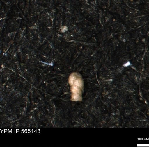 Verneuilinoides kansasensis