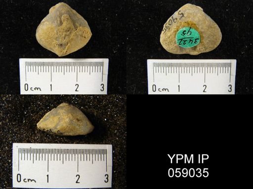 Meristella atoka