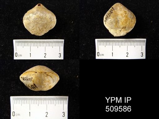Athyris sp.