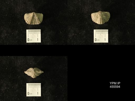 Platystrophia laticosta