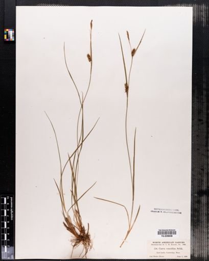 Carex conoidea