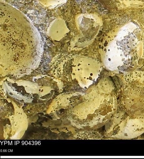 Corbulamella sp.