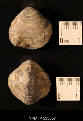 Meristella arcuata