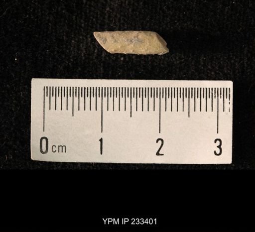 Archaeocidaris sp.
