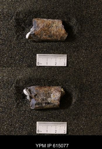 Baculites sp.