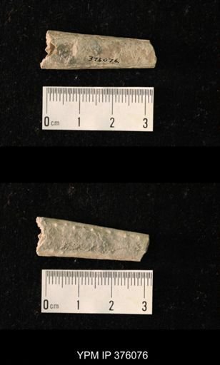 Pseudorthoceras knoxense