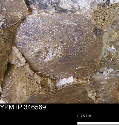 undet. Bivalvia