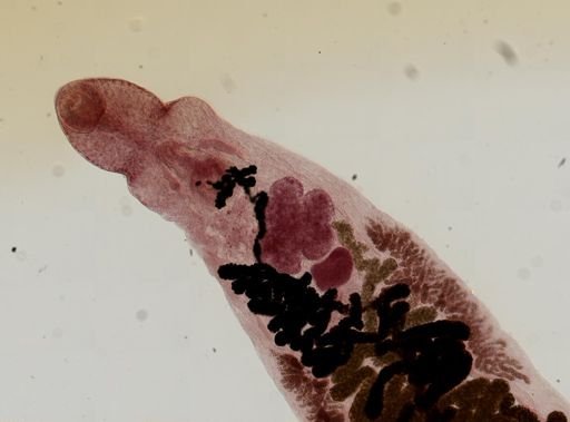 Dicrocoelium dendriticum