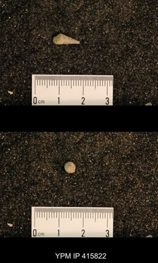 Meekospira choctawensis