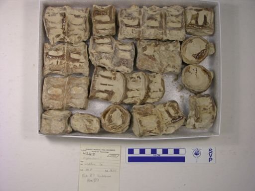 Xiphactinus sp.