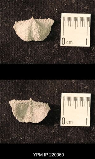 Chonetina flemingi alata