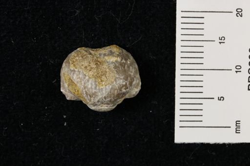 Marginifera wabashensis