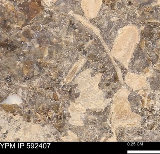 undet. Ammonoidea