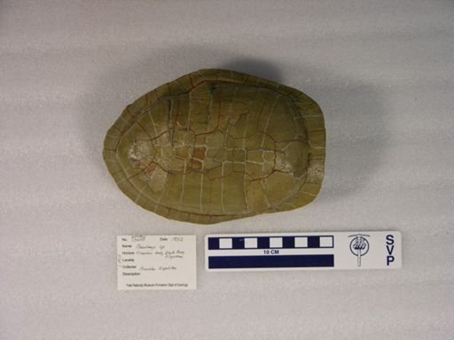 Pseudemys sp.