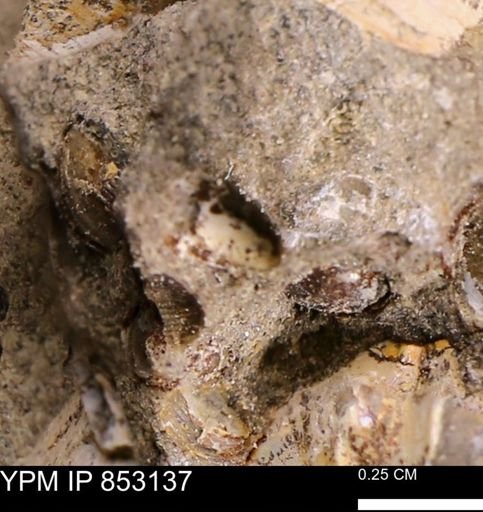 Limopsis striatopunctatus