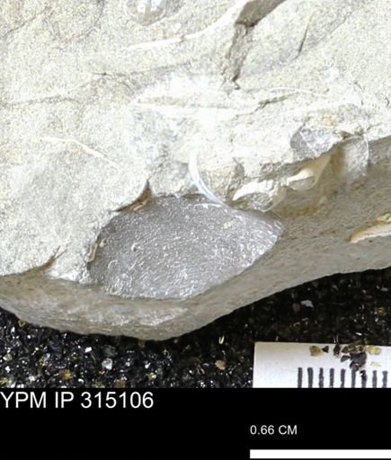 undet. Bivalvia