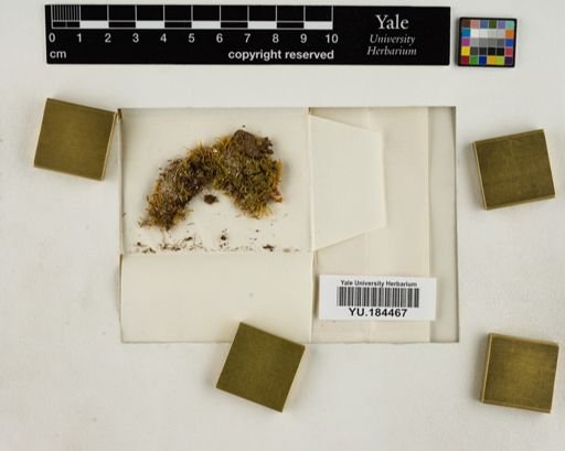 Plantae