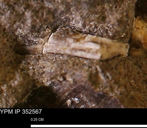 undet. Mollusca