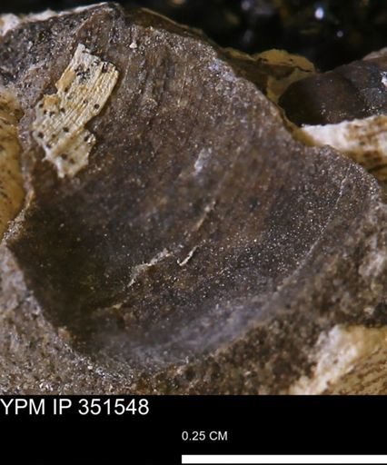 Limopsis striatopunctatus