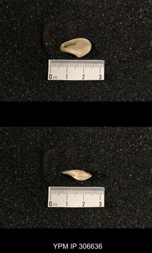 Phestia bellistriata