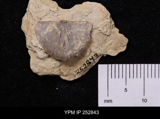 Oepikina septata
