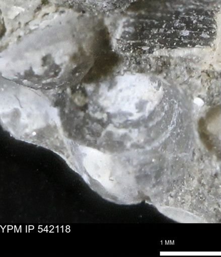 Corbulamella gregaria