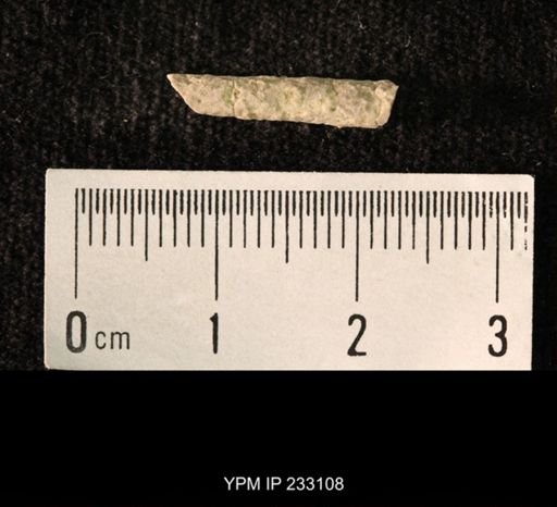 Archaeocidaris sp.