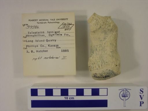 Teleoceras fossiger