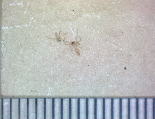 undet. Aranae