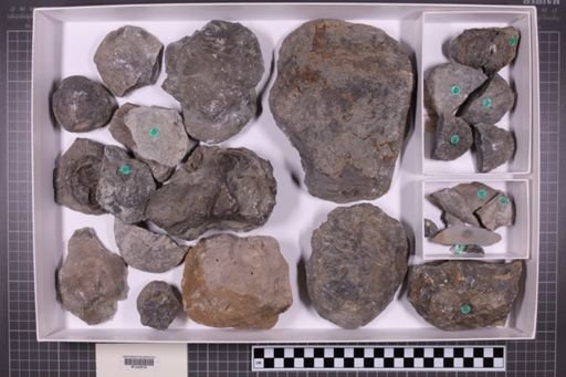 mixed taxa, stratigraphic collection