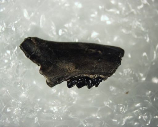 Shoshonius cooperi