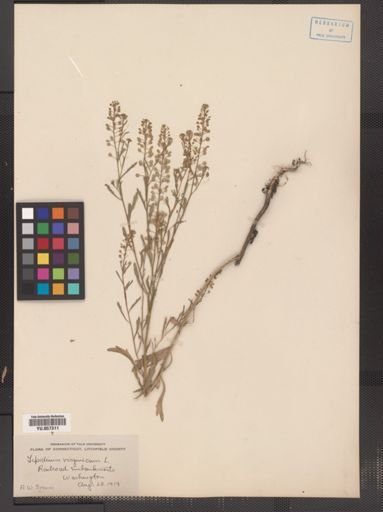 Lepidium virginicum