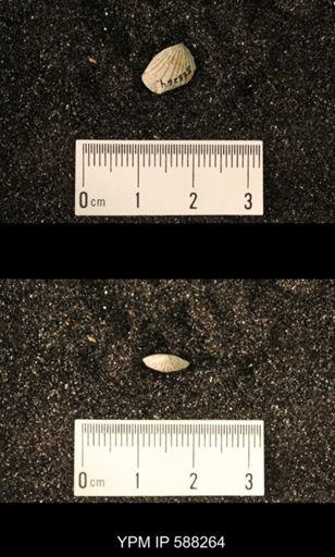 Homoeospira evax