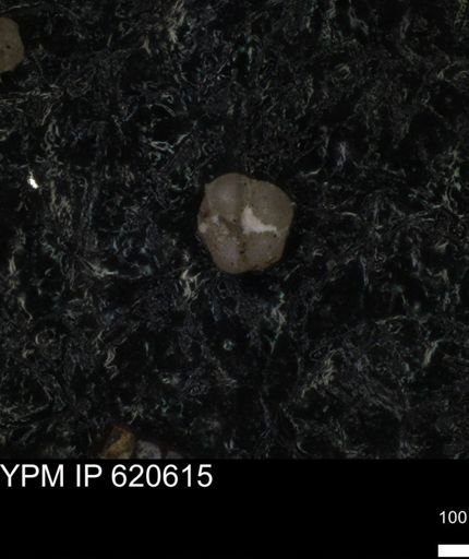 undet. Foraminiferida