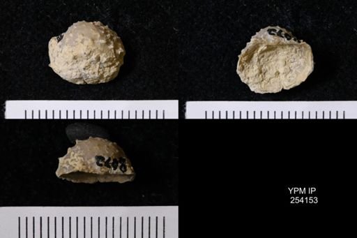 Cancrinella boonensis
