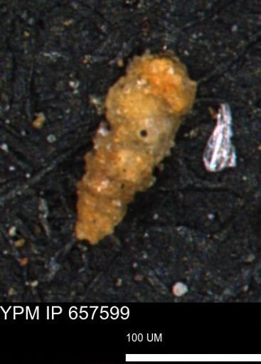 Verneuilinoides hectori
