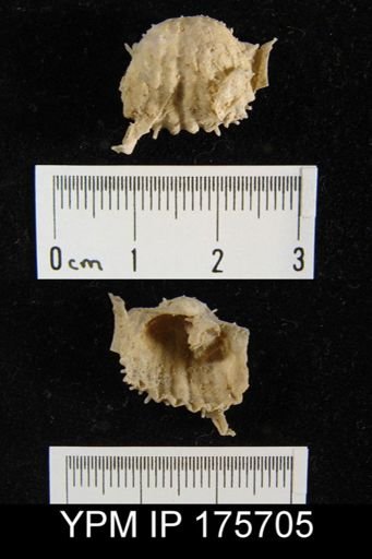 Liosotella sp.