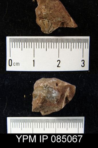 Rhynchotreta cuneata americana
