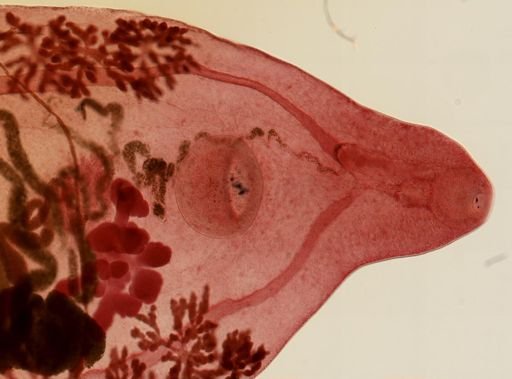 Prosthogonimus macrorchis