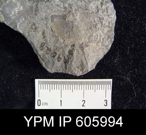 Nervostrophia sp.