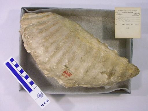 Mammuthus columbi?