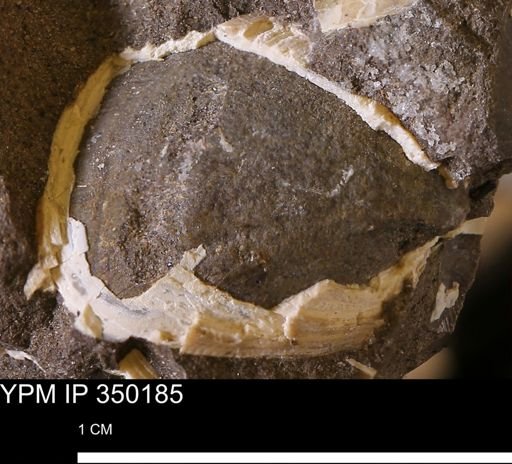undet. Bivalvia