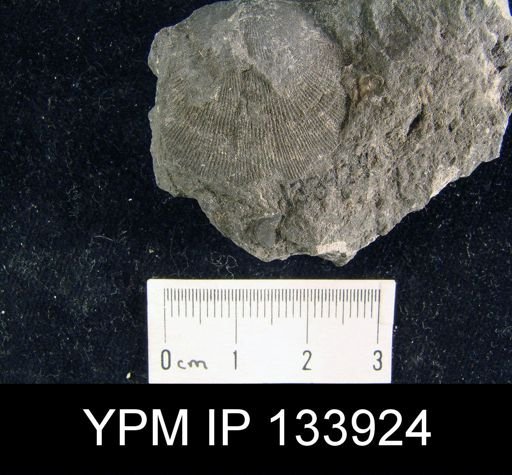 Stropheodonta perplana
