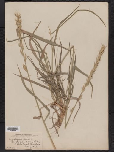 Elymus repens