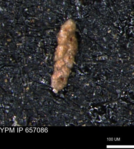 Ammobaculoides phaulus