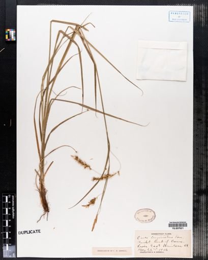 Carex longirostris
