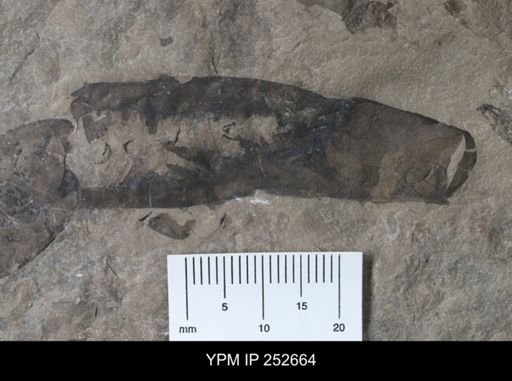undet. Pterygotidae