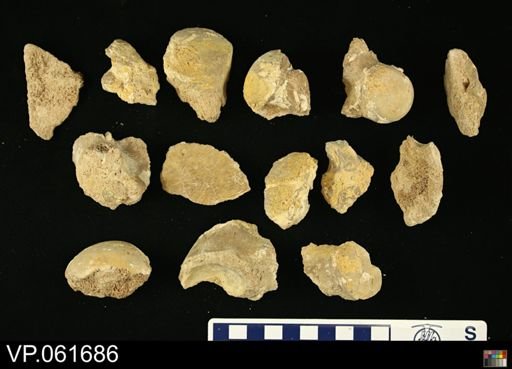 undet. Mosasauridae